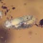 Rare Eight Larvae Of Ant And 2 Worker Ants In Dominican Amber