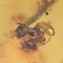 Rare Eight Larvae Of Ant And 2 Worker Ants In Dominican Amber