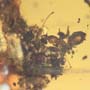 Rare Eight Larvae Of Ant And 2 Worker Ants In Dominican Amber