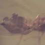 Rare Eupelmed Wasp With Two Mites Riding On Its Abdomen In Dominican Amber.