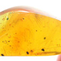 Rare Feather In Dominican Amber