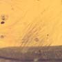 Rare Feather In Dominican Amber