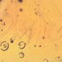 Rare Feather In Dominican Amber
