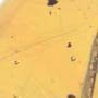Rare Feather In Dominican Amber
