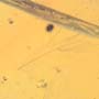 Rare Feather In Dominican Amber
