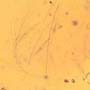 Rare Feather In Dominican Amber