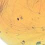 Rare Feather In Dominican Amber