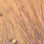 Rare Feather In Dominican Amber
