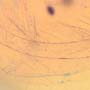 Rare Feather In Dominican Amber