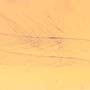 Rare Feather In Dominican Amber