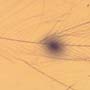 Rare Feather In Dominican Amber