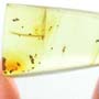 Rare Feather In Dominican Amber