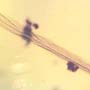 Rare Feather In Dominican Amber