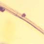 Rare Feather In Dominican Amber