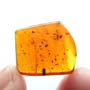 Rare Feather Like Thing, Beetle And Thrip In Dominican Amber