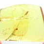 Rare Feather Like Thing And Leafhopper In Dominican Amber.