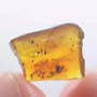Rare Feathers In Dominican Amber