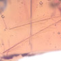 Rare Feathers In Dominican Amber