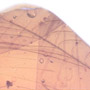 Rare Feathers In Dominican Amber