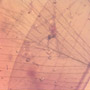 Rare Feathers In Dominican Amber