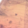 Rare Feathers In Dominican Amber
