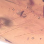 Rare Feathers In Dominican Amber