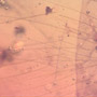 Rare Feathers In Dominican Amber