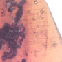 Rare Feathers In Dominican Amber