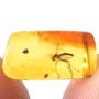 Rare Fighting Of Fungus Gnat And Gall Midge In Dominican Amber.