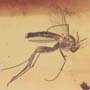 Rare Fighting Of Fungus Gnat And Gall Midge In Dominican Amber.
