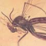 Rare Fighting Of Fungus Gnat And Gall Midge In Dominican Amber.