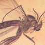 Rare Fighting Of Fungus Gnat And Gall Midge In Dominican Amber.