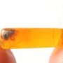 Rare Polyxenid Millipede And Stamen In Dominican Amber.