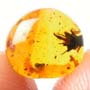 Rare Flower In Dominican Amber