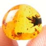 Rare Flower In Dominican Amber