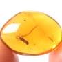 Rare Flower In Dominican Amber