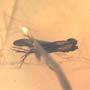 Rare Flower In Dominican Amber