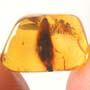 Rare Flower Bud In Dominican Amber