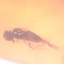 Rare Fly With Genital Coming Out In Dominican Amber