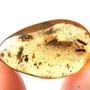 Rare Four Beetle, Fungus Gnat, Bark Beetle And Nice Bubble Formation In Dominican Amber