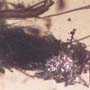 Rare Four Beetle, Fungus Gnat, Bark Beetle And Nice Bubble Formation In Dominican Amber