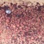 Rare Four Beetle, Fungus Gnat, Bark Beetle And Nice Bubble Formation In Dominican Amber