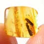Rare Four Tiny Mites Below The Bark Beetle In Dominican Amber.