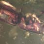 Rare Four Tiny Mites Below The Bark Beetle In Dominican Amber.