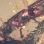 Rare Four Tiny Mites Below The Bark Beetle In Dominican Amber.