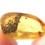 Rare Frass In Configuration And Mite In Dominican Amber