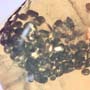 Rare Frass In Configuration And Mite In Dominican Amber.