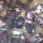 Rare Frass In Configuration And Mite In Dominican Amber.