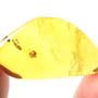 Rare Frass Pellets Inside Bubble In Dominican Amber