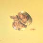 Rare Frass Pellets Inside Bubble In Dominican Amber